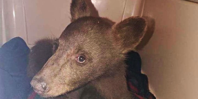 Tamarack black bear cub (Credit: Lake Tahoe Wildlife Care Facebook page)