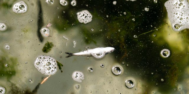 A dead chinook salmon floats in a fish trap on the lower Klamath River on Tuesday, June 8, 2021, in Weitchpec, Calif. A historic drought and low water levels on the Klamath River are threatening the existence of fish species along the 257-mile long river. (AP Photo/Nathan Howard)