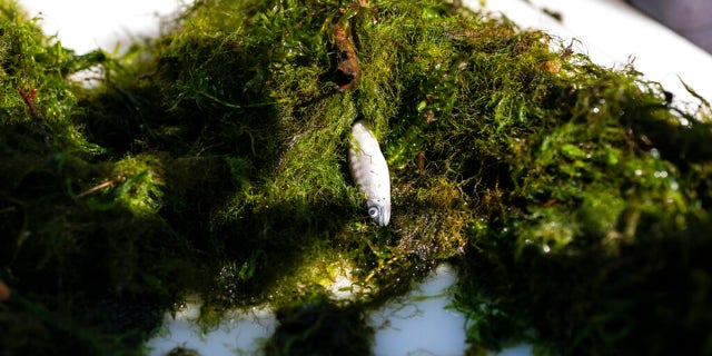 A dead chinook salmon is documented at a salmon trap on the lower Klamath River on Tuesday, June 8, 2021, in Weitchpec, Calif. A historic drought and low water levels on the Klamath River are threatening the existence of fish species along the 257-mile-long river. (AP Photo/Nathan Howard)