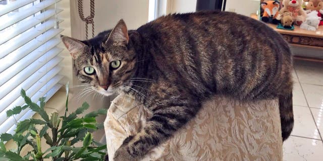 Susana Alvarez, one of the survivors of the condom crash, was very upset about her beloved 4-year-old cat Mia, who was left on the 10th floor. On Sunday, he tried hard to contact rescuers to determine if the cat had been found.