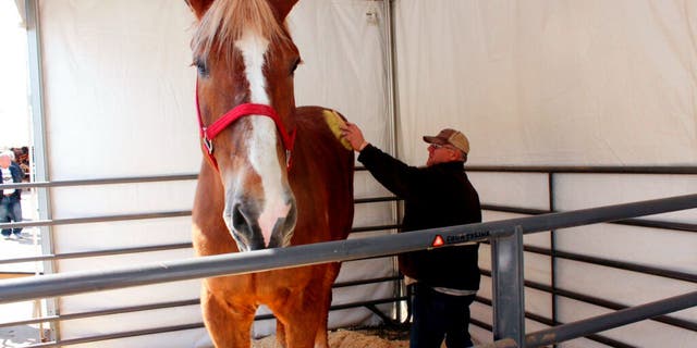 Jerry Gilbert brushes Big Jake at the Midwest Horse Fair in Madison, Wisc., in this Friday, April 11, 2014, file photo. 