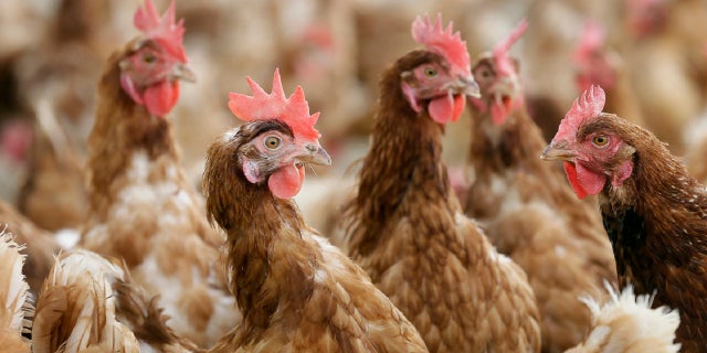 In this Oct. 21, 2015, file photo, cage-free chickens stand in a fenced pasture on the Francis Blake organic farm near Waukon, Iowa.