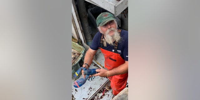 Lobsterman Toby Burnham from Gloucester, Massachusetts, recently found a rare blue lobster in his traps.