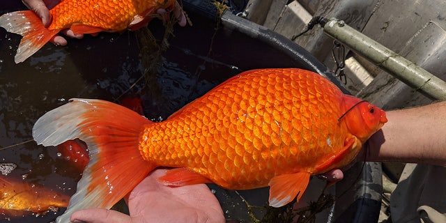 Laas jaar, amptenare ontdek 20 large goldfish in a Minnesota lake that were likely put there after being dumped from aquariums.