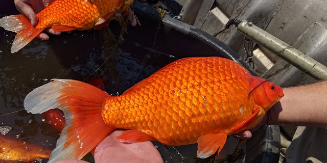 Laas jaar, amptenare ontdek 20 large goldfish in a Minnesota lake that were likely put there after being dumped from aquariums.