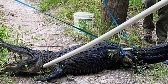 Trapper John Davidson was able to locate and trap the gator following the attack.
