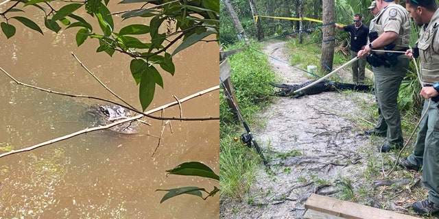 The alligator was located and trapped following the attack. (Martin County Sheriff's Office)