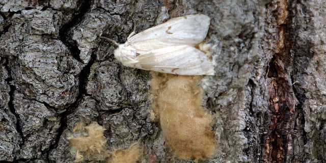 پروانه ماده Lymantria تخمهای خود را بر روی یک تنه درخت در جنگل ایالتی رودخانه سالمون در هبرون ، کانتیکت قرار می دهد