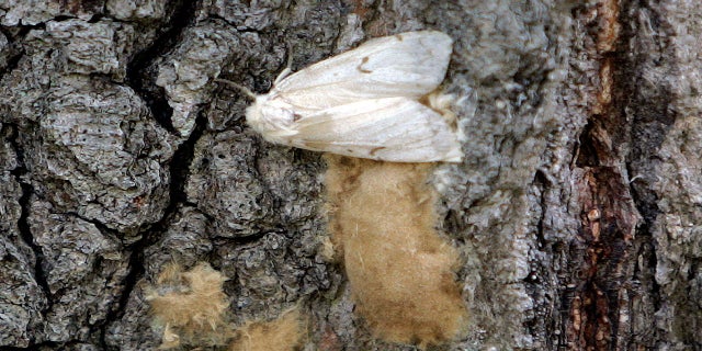 A female Lymantria dispar moth lays her eggs on the trunk of a tree in the Salmon River State Forest in Hebron, Conn. (AP)