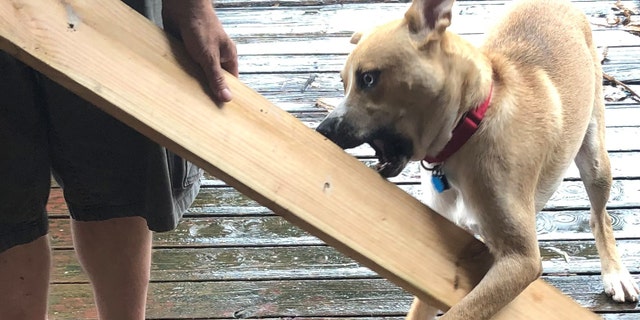 Clauder created the website to help find Hank a home and said she used humor and swear words to attract the right kind of people.