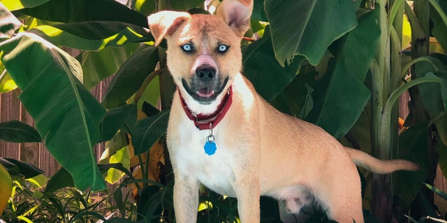 Although she took a step back on the curse words, Clauder told Fox: "If you are offended by words on a website, Hank is not the dog for you because Hank is an offensive dog."