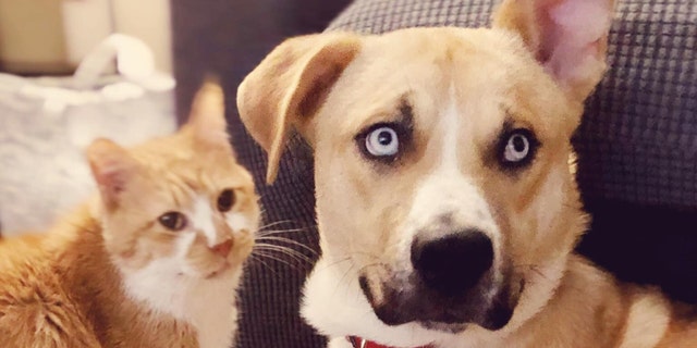 Christine Clauder told Fox that she and her family found Hank in an industrial part of Houston and quickly discovered just how much energy and attention Hank needed.
