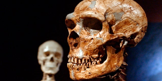 A reconstructed Neanderthal skeleton, right, and a modern human skeleton on display at the Museum of Natural History in New York. (AP Photo/Frank Franklin II)