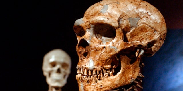 A reconstructed Neanderthal skeleton, right, and a modern human skeleton on display at the Museum of Natural History in New York. (AP Photo/Frank Franklin II)