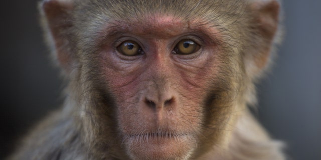 Rhesus macaques monket resident of a temple dedicated to the Hindu monkey god Hanuman on 22nd February 2018 in Jaipur, Rajasthan, India. This is one of the most famous Monkey God temples because a tribe of his present day monkey relatives resides there. Galtaji is an ancient Hindu pilgrimage about 10 km away from Jaipur centre. Rhesus macaques are native to India, Bangladesh, Pakistan, Nepal, Myanmar, Thailand, Afghanistan, Vietnam, southern China, and some neighboring areas. They have the widest geographic ranges of any non-human primate, occupying a great diversity of altitudes throughout Central, South, and Southeast Asia. (photo by Barry Lewis/In Pictures via Getty Images)