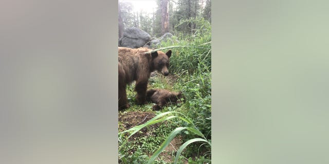 Sad bear mom
