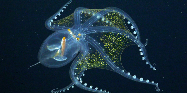 The glass octopus is almost copletely translucent besides its optic nerve, eyeballs, and digestive tract.