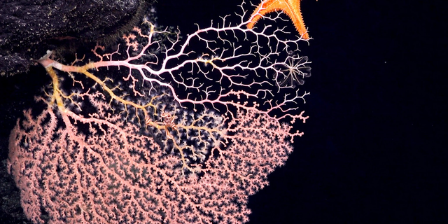 This deep-sea sea star, Evopolsoma, was spotted eating live coral at a dept of 2004 meters in area near the Phoenix Islands Archipelago. 