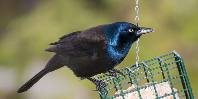 Vadnais heights, Minnesota, Male Common Grackle, Quiscalus quiscula eating from a suet feeder for birds. (Photo by: Michael Siluk/Education Images/Universal Images Group via Getty Images)