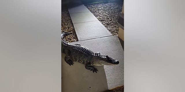 Steffany Spratling, of Rockledge, 弗拉, spoke with Fox News and explained that while there are gators in the area, they’ve never come up to the house before.
