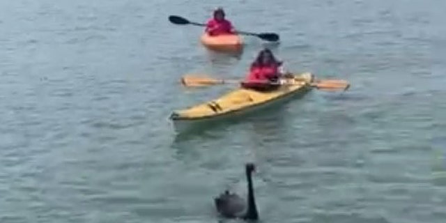 Two Australian black swans were found in Southold, New York after local Long Island residents formed a human chain to keep the birds safe. (Karen Testa of Turtle Rescue of the Hamptons)