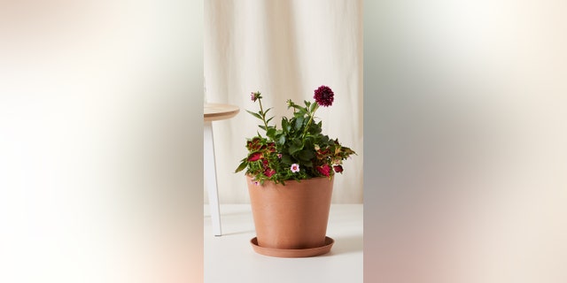 Choose from yellow begonias, red begonias and red geraniums;  Each kit comes with a pot (choice of biodegradable paper pot or Bloomscape flower pot), premium soil, all-purpose, sustained-release fertilizer, and detailed care instructions.