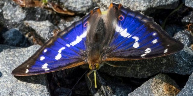 The Purple Emperor butterfly appears blue to some.