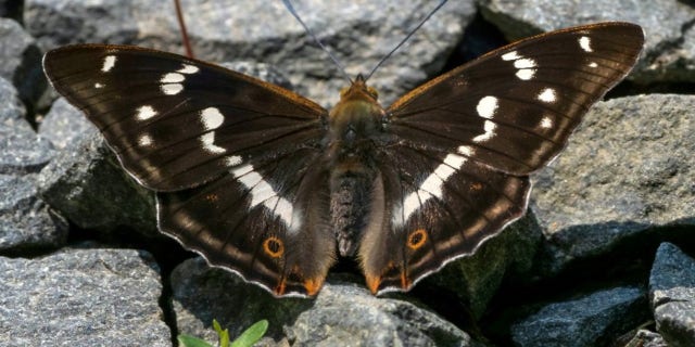 Depending on the angle, others may view the Purple Emperor as having brown wings.