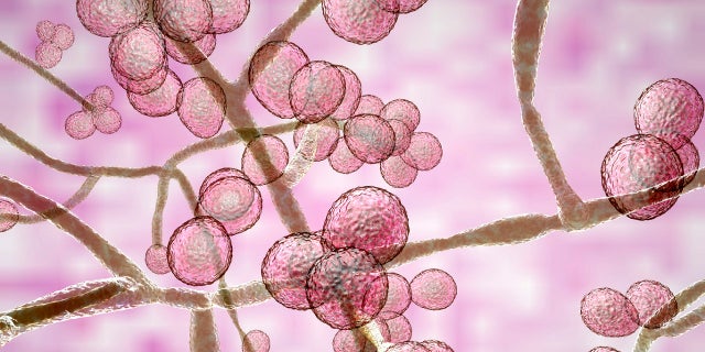 Candida auris is a difficult-to-treat fungus; it's already becoming resistant to many medications.