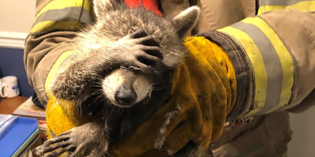 Firefighters shared a photo of the wild animal after it was caught in its unfortunate predicament and used its paw to cover its face in apparent humiliation.