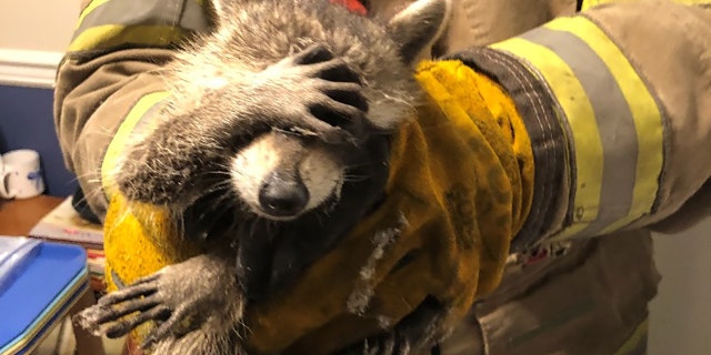 Firefighters shared a photo of the wild animal after it was caught in its unfortunate predicament and used its paw to cover its face in apparent humiliation.