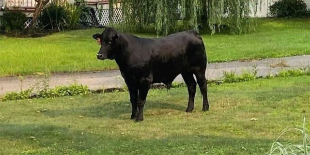 The Suffolk County Police Department wrote on Facebook that it started receiving calls about the animal around 8:20 a.m. on Tuesday morning.