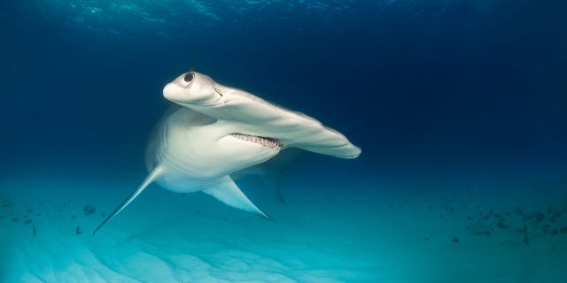 Hammerhead shark on the ocean floor