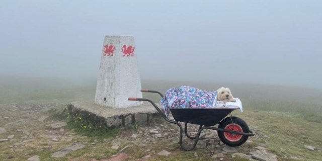 Monty on his last hike in Beacons, Wales, surrounded by his owner and loved ones.