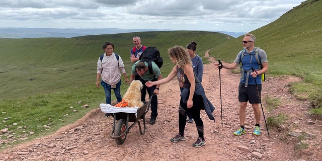 Ten-year-old Monty, a labradoodle, enjoyed exploring hills and walks all over the country with his owner, Carlos Fresco. 