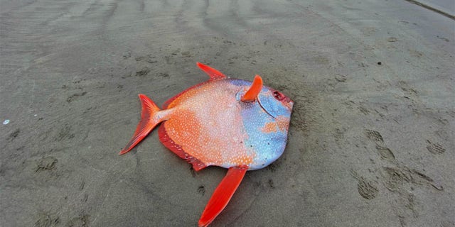 Opahs are tropical fish and are rarely spotted as far north as the coasts of Oregon.