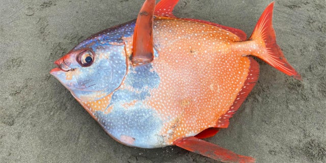 The Seaside Aquarium in Seaside, Ore., shared images of the fish on its Facebook page.