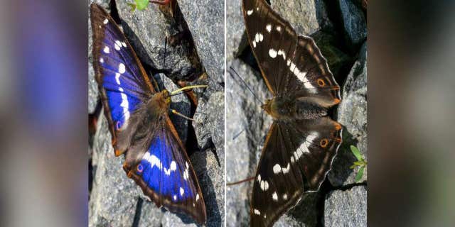 A rare butterfly is sparking a debate over the color of its wings on the internet. (SWNS) 