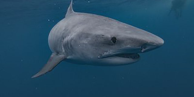 A member of the 'Jackass' cast was injured when he was bitten by a shark while performing a stunt.