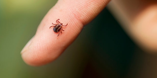 Wood Tick on finger