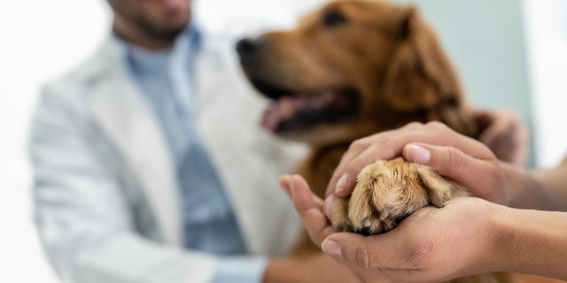 يقول مسؤولو ميشيغان أ "مفيد جدا" يتوفر لقاح لحماية الكلاب من فيروس بارفو.