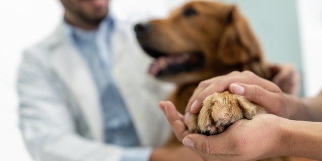 "The hardest lessons to learn about service dogs is that they have drawbacks as well," wrote one person amid a heated debate on social media. 