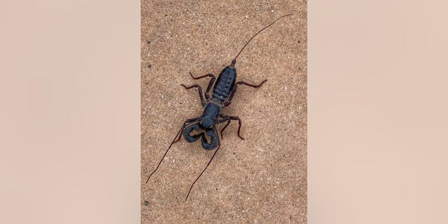 The animal is known as the vinegar, but is also called the whip scorpion.