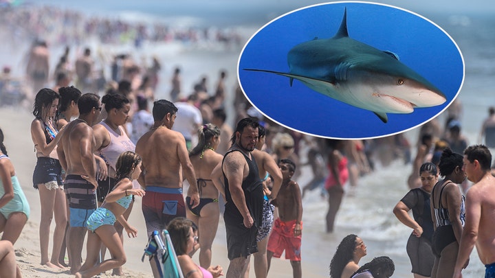 Shark sightings in NY have beach patrols on lookout