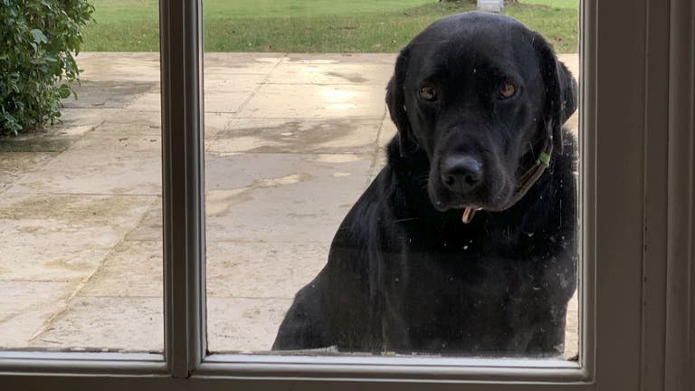 Ring video shows dog trying to find his owner in the 2-way talk doorbell