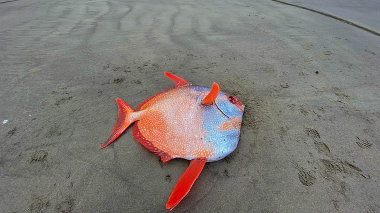 Large, 100-pound tropical fish washes up on Oregon beach