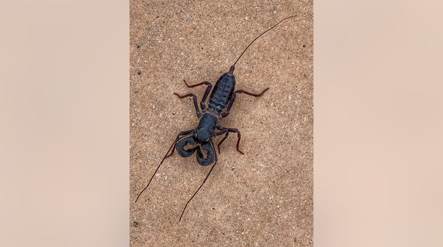 Acid Shooting Spider Scorpion Found In Texas Park Creeps Out Social Media Fox News Acid Shooting Spider Scorpion Found In Texas Park Creeps Out Social Media Fox News