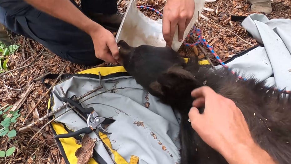 Bear with bucket stuck on its head for over a week finally rescued by parks and wildlife workers