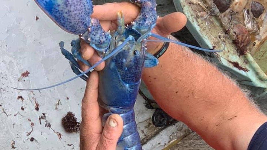 Rare blue lobster found by Massachusetts lobsterman: ‘Just by luck’