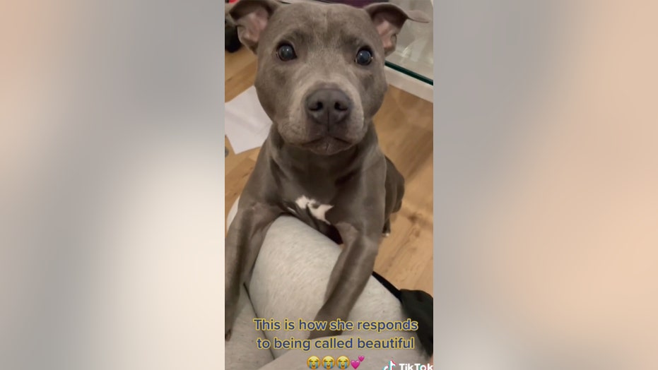 Dog’s adorable reaction to being called ‘beautiful’ goes viral
